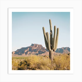 Warm Desert Cactus View Art Print