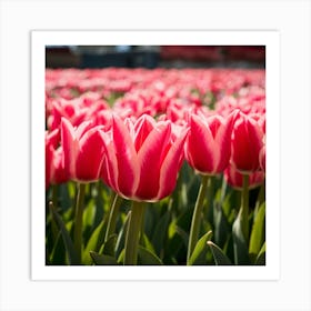 Pink Tulips 1 Art Print