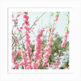 Cherry Blossoms Art Print