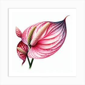 Anthurium 2 Art Print