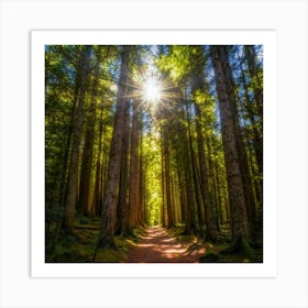 Sun Shining Through The Trees Art Print