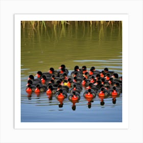 Manadas De Patos Rojinegros Art Print