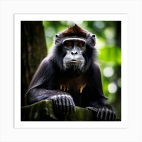 Black Endangered Nature Lowland Malaysia Mammal Buddhism Travel Beautiful Zoo Building Te (3) Art Print