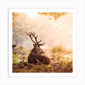 Majestic Deer In The Autumn Woods Art Print