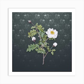 Vintage White Burnet Roses Botanical on Slate Gray Pattern n.2114 Art Print