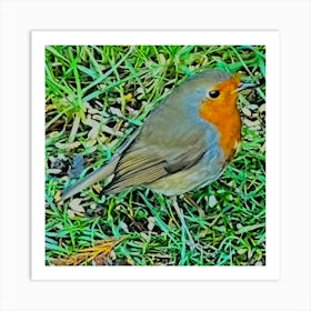 Robin Redbreast Art Print