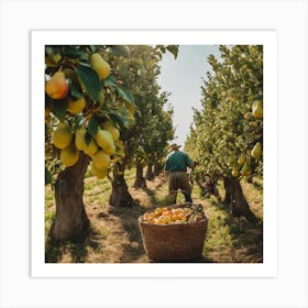 Man Picking Pears In An Orchard Art Print