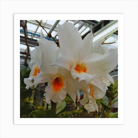 White Orchids 7 Art Print