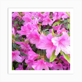 Pink Azaleas 28 Art Print