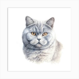 British Shorthair Persian Cat Portrait 2 Art Print