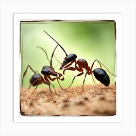 The Fighting Ants Art Print