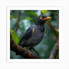 Rufous-Tailed Robin 13 Art Print