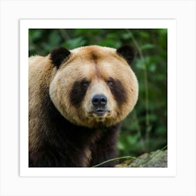 Brown Bear Art Print