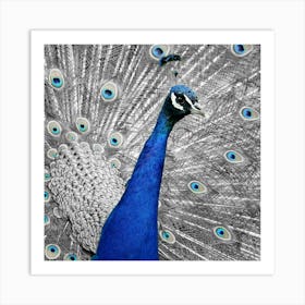 Peacock By Daniel Taylor Art Print