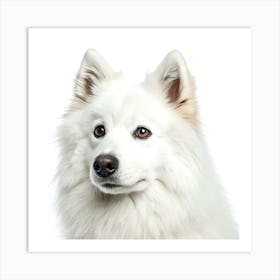 American Eskimo Dog Portrait Art Print