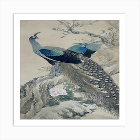 Peacocks Art Print