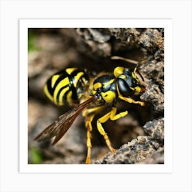 Black And Yellow Wasp Art Print
