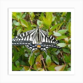 Butterfly 8 Art Print