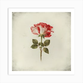 Single Rose 1 Art Print