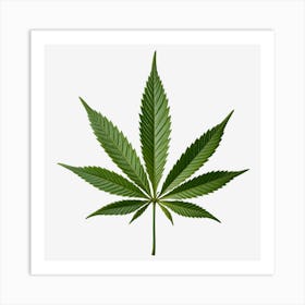 Marijuana Leaf Isolated On Black Background 4 Art Print