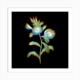 Prism Shift Field bindweed Liseron Botanical Illustration on Black n.0119 Art Print