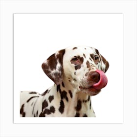 Dalmatian Dog Art Print