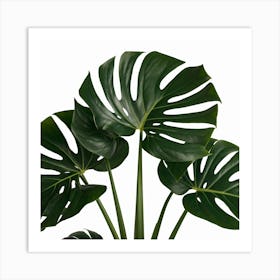 Full Green Plant (4) Art Print