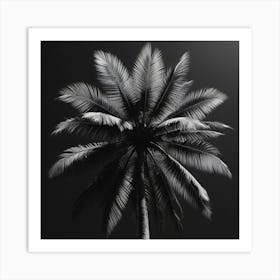 Black And White Palm Tree 1 Art Print