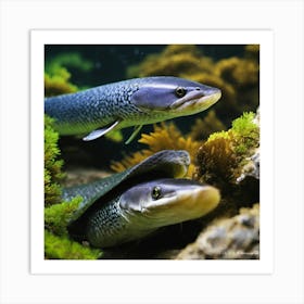 Two Fish In An Aquarium Art Print