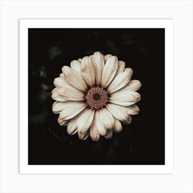 Daisy Canvas Print Art Print