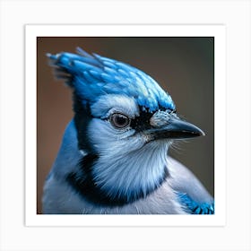 Blue Jay 1 Art Print