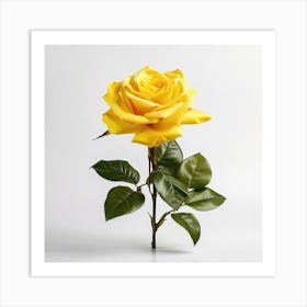 Yellow Rose Art Print