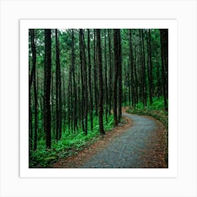 Path In The Forest Art Print