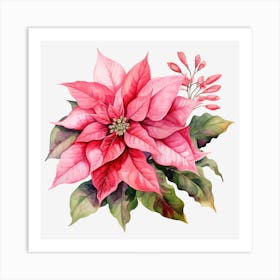 Poinsettia 22 Art Print