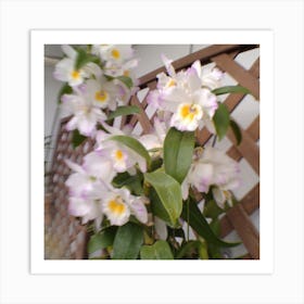 Orchids 11 Art Print