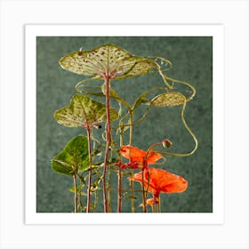 Poppy Stock Videos & Royalty-Free Footage Art Print