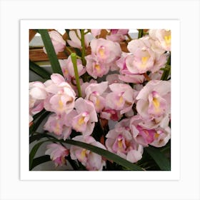 Pink Orchids 10 Art Print