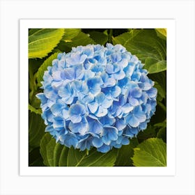 Hydrangea Art Print