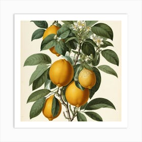 Default Vintage Redout 1 Citrus Bigaradia Art 2 Art Print