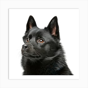 Schipperke Dog Portait Affiche