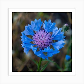 Blue Cornflower Art Print