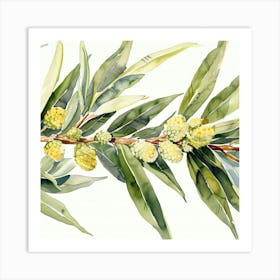 Eucalyptus Branch 1 Art Print