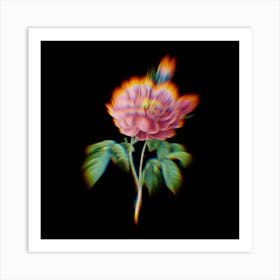 Prism Shift Gallic Rose Rosa Gallica Aurelianensis Botanical Illustration on Black Art Print