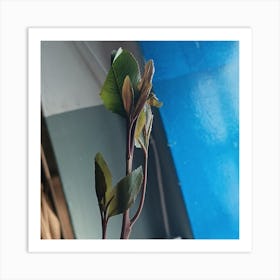 Khat tree Art Print