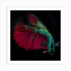 Siamese Betta Fish 1 Fine Art Print Art Print