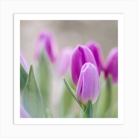 Purple Tulips Art Print