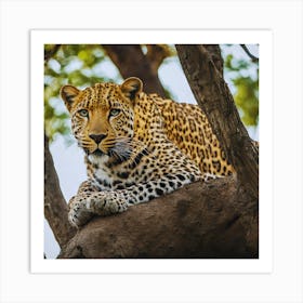 Leopard Sitting In Tree Art Print