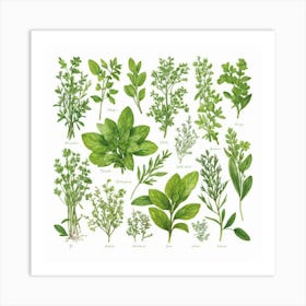 Kitchen Herbs Art Print 2 Art Print