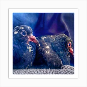 Pigeon Photoshoot Art Print