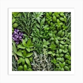 Herbs As A Background (12) Art Print